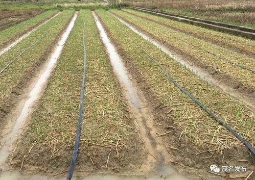 春耕忙 茂南區(qū)種植農(nóng)作物超6萬(wàn)畝的農(nóng)事圖景