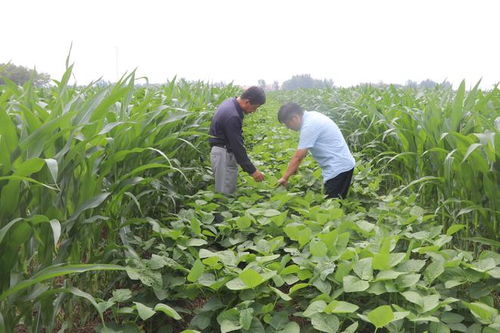 商店鎮(zhèn)大豆玉米帶狀復(fù)合種植基地作物長(zhǎng)勢(shì)喜人