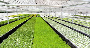 探索寧波植物夢(mèng)工廠 無(wú)土化栽培與工廠化生產(chǎn)的未來(lái)農(nóng)業(yè)