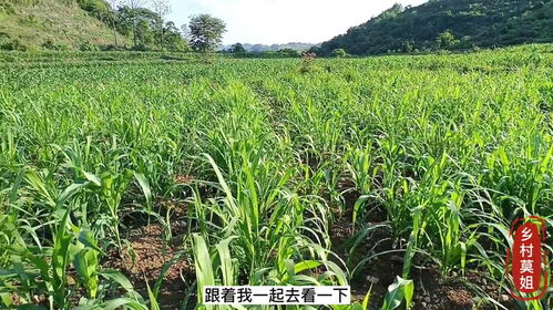 牧草地套種農(nóng)作物 不規(guī)范種植牧草的深遠(yuǎn)影響